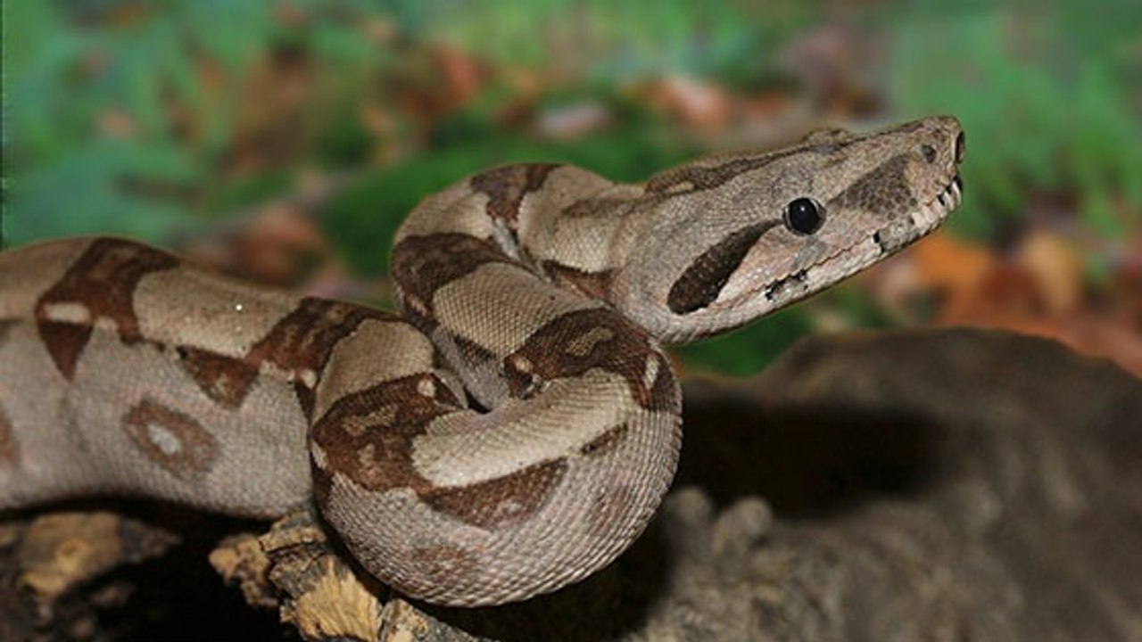 Toulouse : ils retrouvent des mues de boa constrictor dans leur jardin !