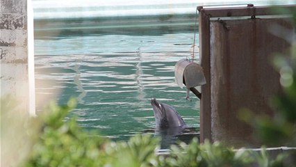 Japon : un parc aquatique ferme ses portes… et abandonne les animaux !