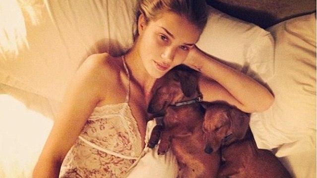 Êtes-vous fait(e) pour avoir des animaux selon votre signe astro ?