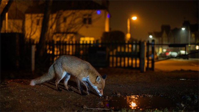 Certains animaux deviennent nocturnes par peur de croiser les humains