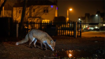 Certains animaux deviennent nocturnes par peur de croiser les humains