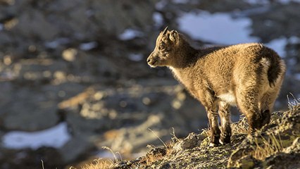 Victoire : les bouquetins des Pyrénées sont de plus en plus nombreux !