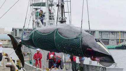 Au Brésil, un bras de fer s'engage sur la chasse à la baleine