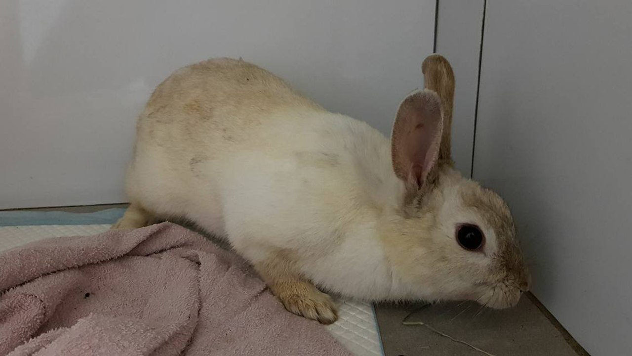 Nice : une lapine jetée par la fenêtre d’un véhicule