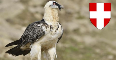 Savoie : un bébé gypaète sauvé par une chaîne de solidarité exceptionnelle !