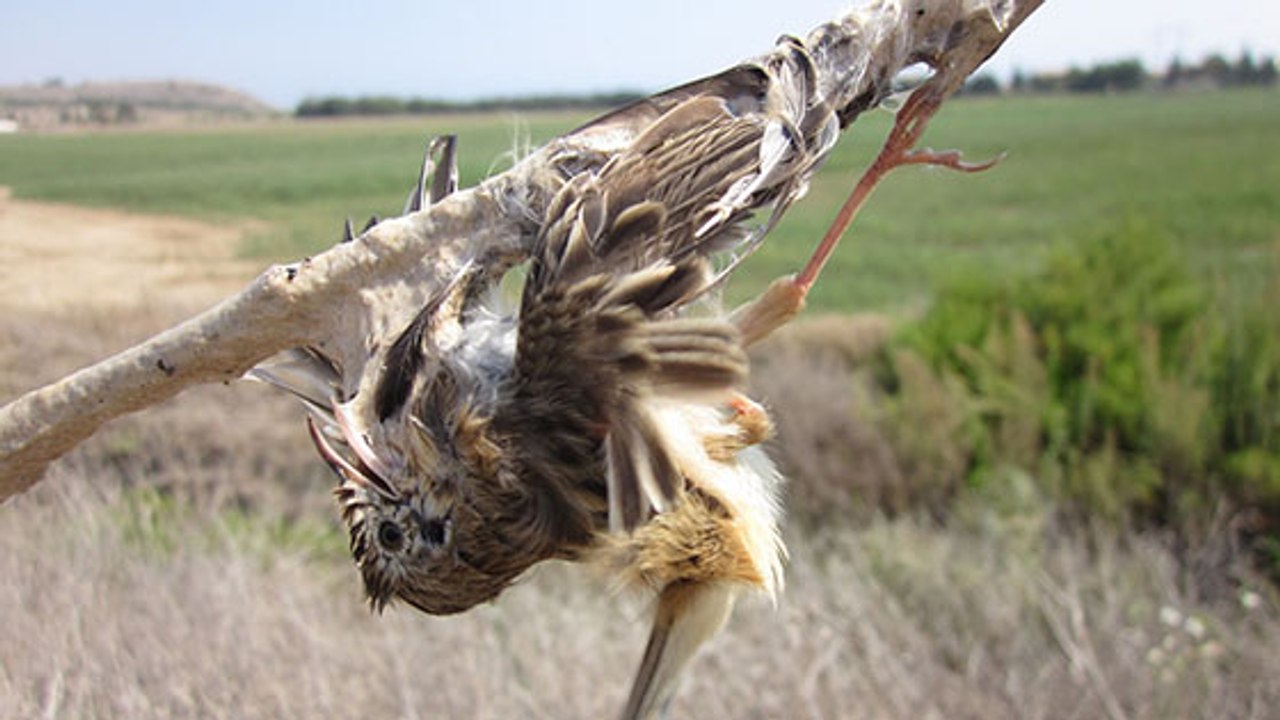 François De Rugy autorise toujours des techniques cruelles de chasse aux oiseaux…