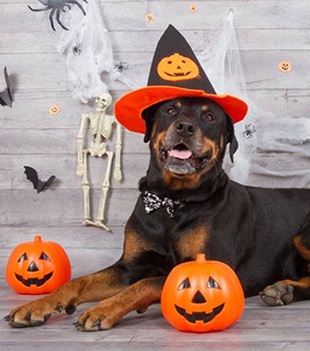 Pour Halloween, si vous adoptiez… un chat noir ?