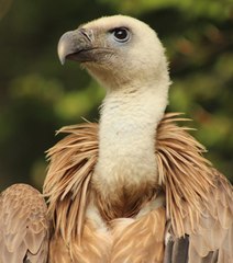 Des gendarmes sauvent un vautour fauve épuisé au bord d'une autoroute