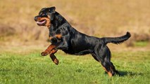 3 bonnes raisons d’adopter… un Rottweiler