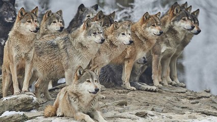 Le loup gris dépassera bientôt le " seuil de viabilité " de 500 individus !