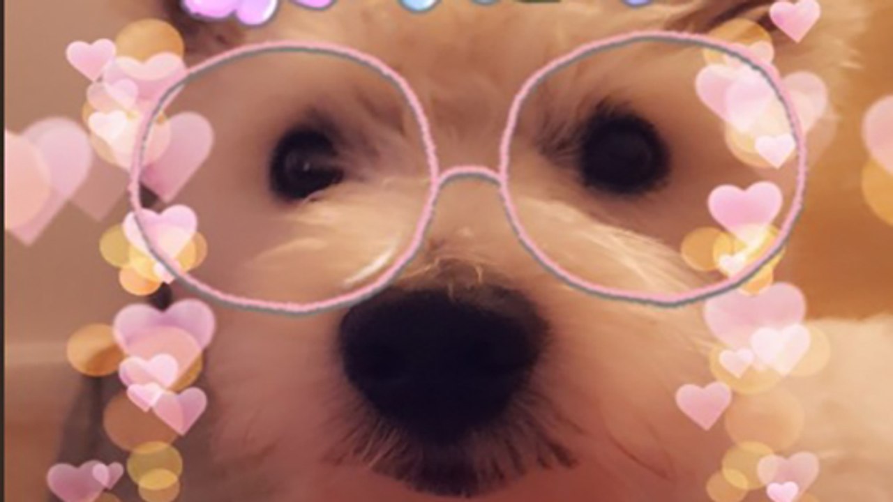 Snapchat propose désormais un filtre... spécialement pour les chiens et chats !