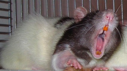 Voici la nouvelle tendance WTF du moment : se faire nettoyer les dents par un rat !