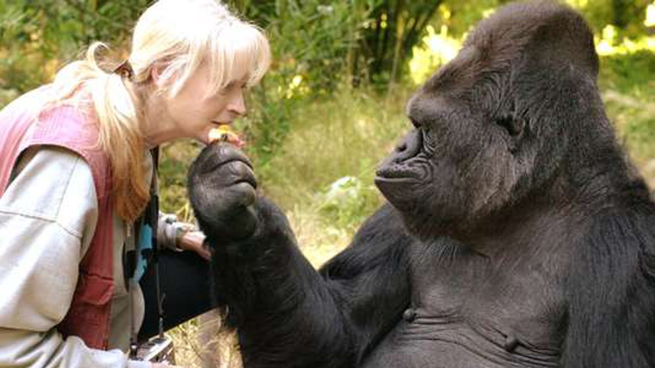 Mort de Koko, le gorille qui communiquait avec les hommes en langue des signes