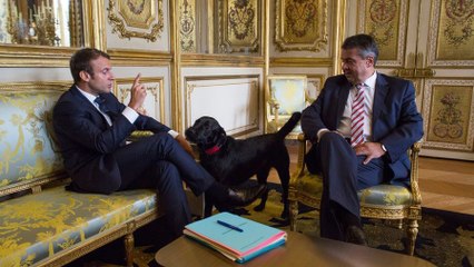 Venir travailler avec son chien, une bonne idée ?