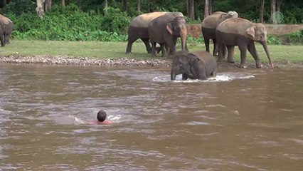 Cette éléphante se précipite au secours d’un homme qui se noie !