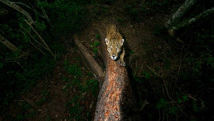 Et voici les gagnants du Wildlife Photographer of the Year 2018 !