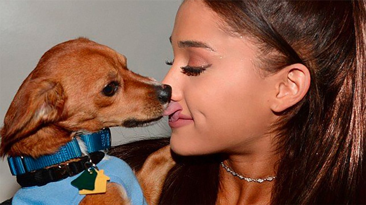 Top 10 des signes que votre chien vous aime plus que tout