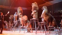 Le Portugal va bientôt interdire les cirques avec animaux sauvages !