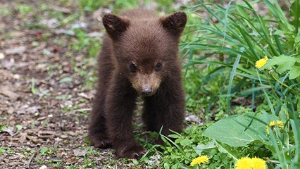 Pyrénées : découverte d’un ourson abandonné à la frontière franco-espagnole