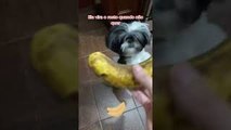 Dog Knows How to Ask for What She Wants