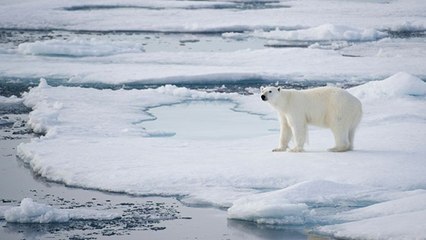 Il n'y aura finalement pas de sanctuaire marin en Antarctique…