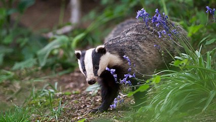 Le blaireau… coupable de quoi ?