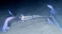 Pacifique : 3 nouvelles espèces de poissons découvertes