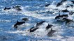 Un banc de dauphin filmé au large des Sables d’Olonne !