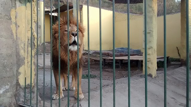 Des élus d'Afrique du Sud s'attaquent à la chasse aux lions d'élevage