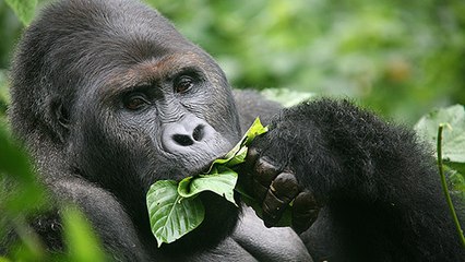 Le gorille des montagnes n'est plus classé "En danger critique d'extinction" !