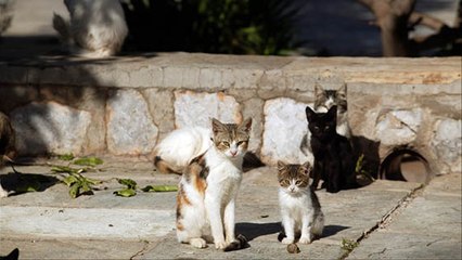 Bientôt des abris pour les chats errants de Roubaix ?