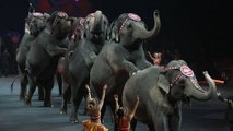 Pas-de-Calais : cette ville prend une décision drastique sur les cirques avec animaux !