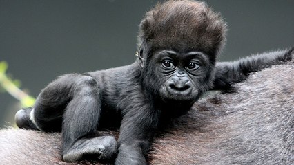 Naissance exceptionnelle de bébés gorilles dans les Virunga