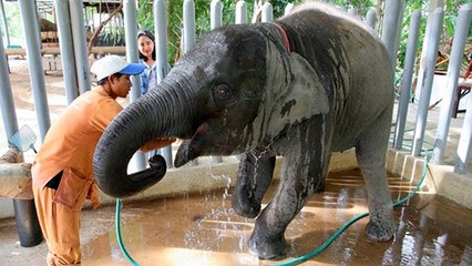 Inde : enfin le premier hôpital pour les éléphants !