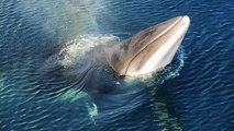 Plus de chasse à la baleine de Minke pour l'Islande... mais pas pour la raison que vous pensez