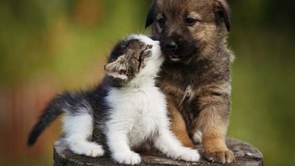 Louer un animal de compagnie pour des selfies ?