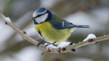 Oiseaux du jardin : amis Toulousains, la science a besoin de vous !