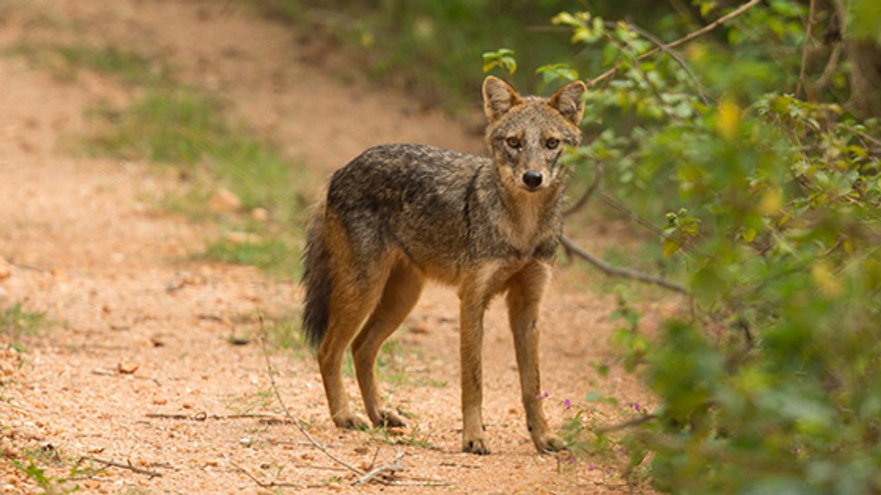Le chacal doré : ce petit prédateur en pleine expansion en Europe