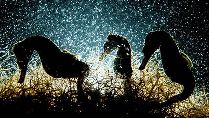 Ces photographies sur la vie des animaux aquatiques vont vous émerveiller !