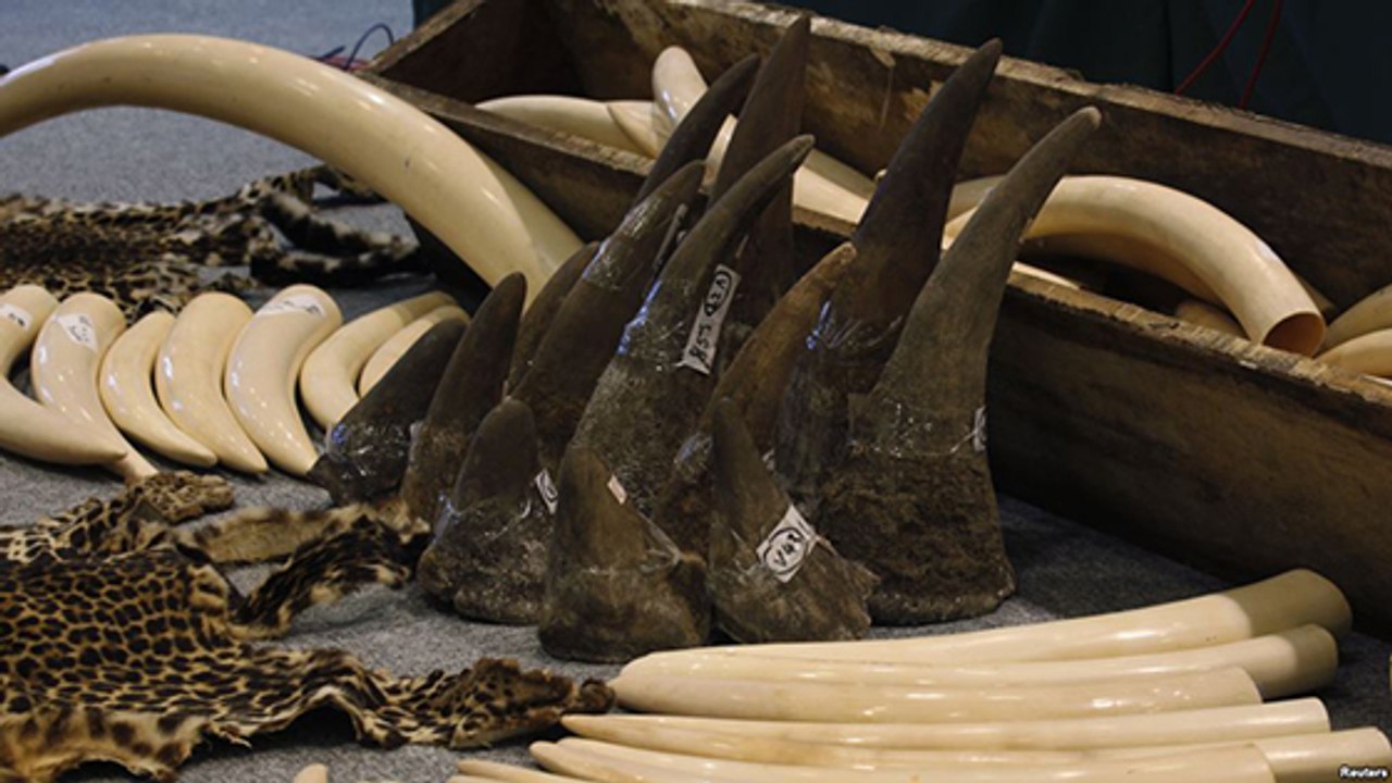 Sotheby's annonce renoncer aux ventes aux enchères de cornes de rhinocéros