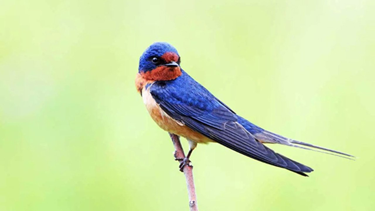 L’hirondelle : votre meilleure amie contre les moustiques !