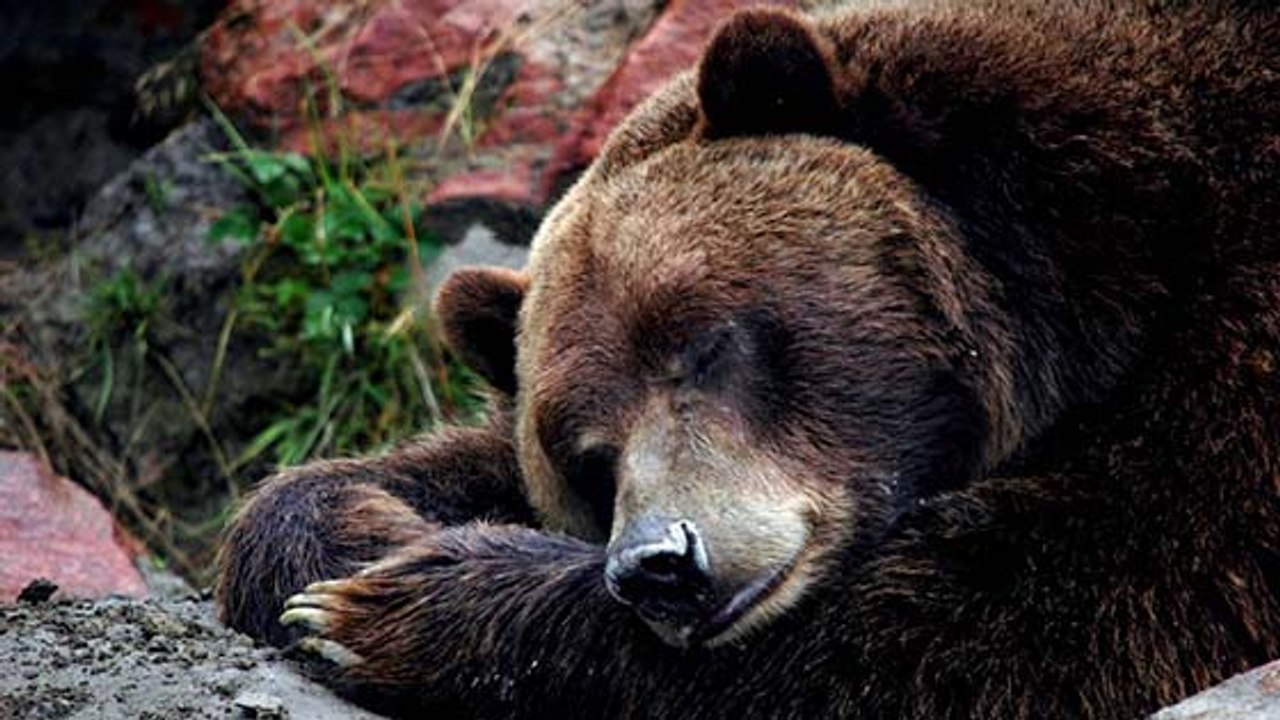 Hiberner, hiverner.... quelle différence ?