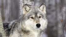 Hautes-Alpes : des élus veulent une chasse nocturne des loups gris