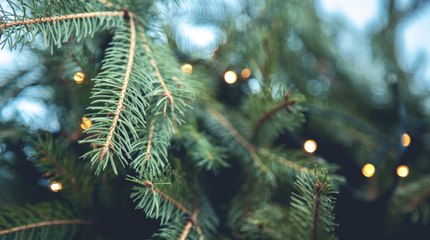 Ces conseils pour bien sélectionner son sapin