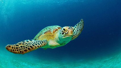 Toutes les espèces de tortues marines sont touchées par les microplastiques