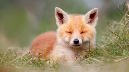 Quand un article de presse sur le renard roux fait polémique.