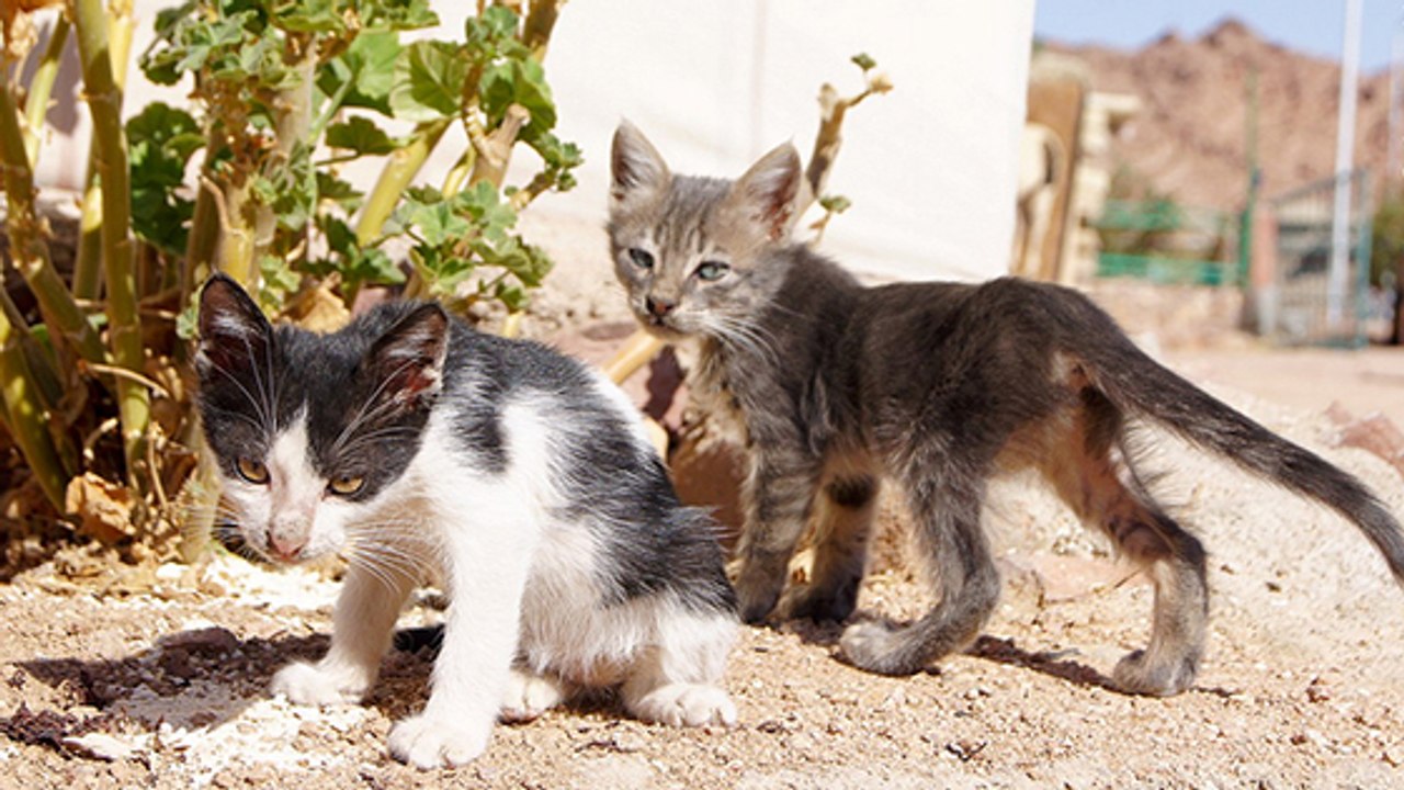 L'Égypte envoie-t-elle des chiens et chats errants vers la Corée du Sud ?