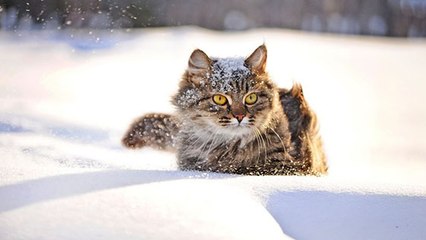 Le froid est bien là, alors prenons-soin de nos animaux de compagnie !