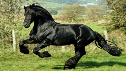 Top 5 des chevaux les plus beaux !