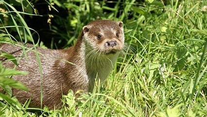 Après des années de doute, cet adorable animal est bel et bien présent en Vendée !